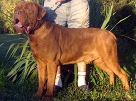 dogues de bordeaux chien de race