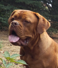 nostalgie de france, elevage de dogues de Bordeaux, chiens de race , Mme Chichkina eleveur de Dogues